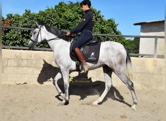 PRE, Jument, 3 Ans, 158 cm, Gris