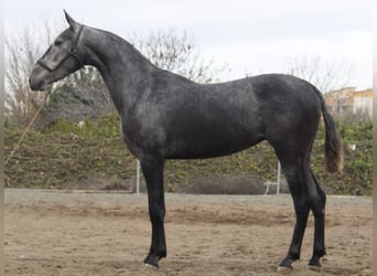 PRE, Jument, 3 Ans, 158 cm, Gris