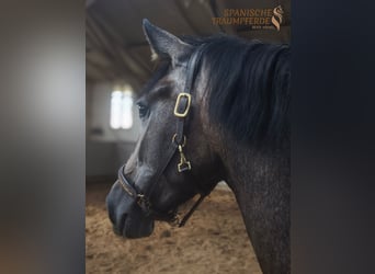 PRE Croisé, Jument, 3 Ans, 158 cm, Gris