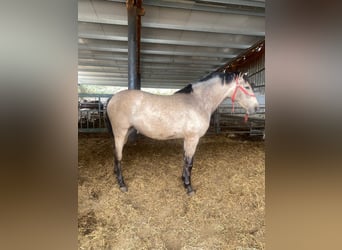 PRE, Jument, 3 Ans, 158 cm, Isabelle