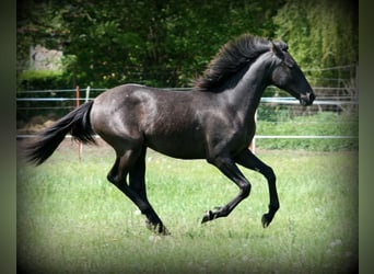 PRE, Jument, 3 Ans, 158 cm, Peut devenir gris
