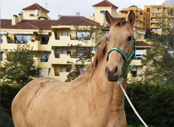 PRE Croisé, Jument, 3 Ans, 159 cm, Perle