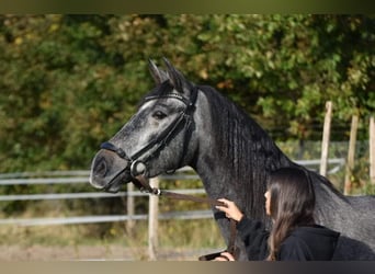 PRE, Jument, 3 Ans, 159 cm, Rouan bleu