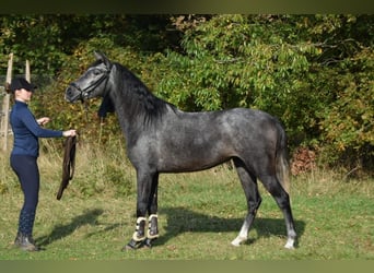 PRE, Jument, 3 Ans, 159 cm, Rouan bleu