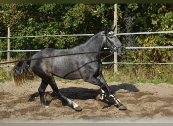 PRE, Jument, 3 Ans, 159 cm, Rouan bleu