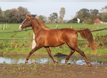 PRE Croisé, Jument, 3 Ans, 160 cm, Alezan