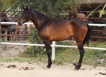 PRE, Jument, 3 Ans, 160 cm, Bai brun