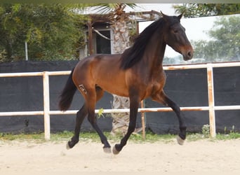 PRE, Jument, 3 Ans, 160 cm, Bai brun