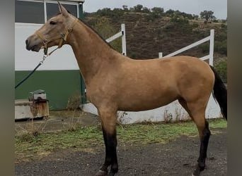 PRE Croisé, Jument, 3 Ans, 160 cm, Bai cerise