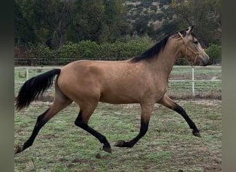PRE Croisé, Jument, 3 Ans, 160 cm, Bai cerise