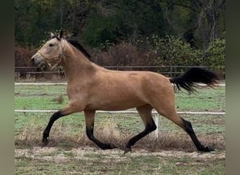 PRE Croisé, Jument, 3 Ans, 160 cm, Bai cerise