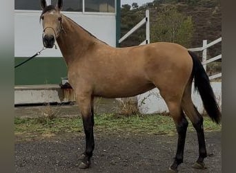 PRE Croisé, Jument, 3 Ans, 160 cm, Bai cerise