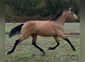 PRE Croisé, Jument, 3 Ans, 160 cm, Bai cerise