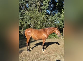 PRE, Jument, 3 Ans, 160 cm, Bai cerise