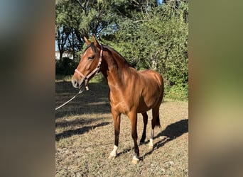 PRE, Jument, 3 Ans, 160 cm, Bai cerise