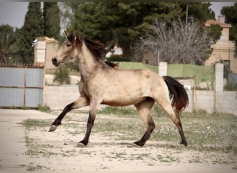 PRE Croisé, Jument, 3 Ans, 160 cm, Buckskin