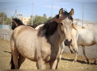 PRE Croisé, Jument, 3 Ans, 160 cm, Buckskin