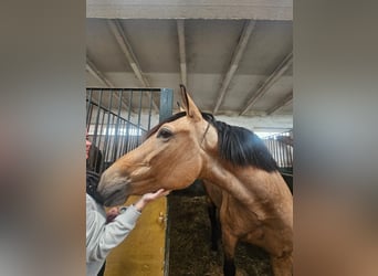 PRE, Jument, 3 Ans, 160 cm, Buckskin