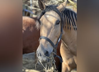 PRE, Jument, 3 Ans, 160 cm, Buckskin