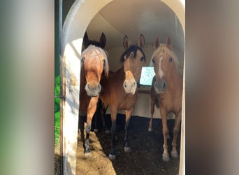 PRE, Jument, 3 Ans, 160 cm, Buckskin