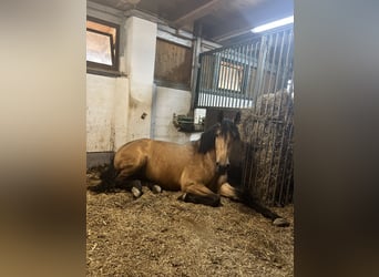 PRE, Jument, 3 Ans, 160 cm, Buckskin