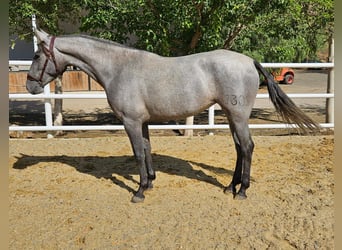 PRE, Jument, 3 Ans, 160 cm