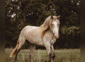 PRE, Jument, 3 Ans, 160 cm, Gris (bai-dun)