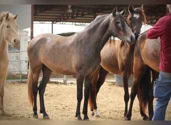 PRE Croisé, Jument, 3 Ans, 160 cm, Gris