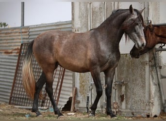 PRE Croisé, Jument, 3 Ans, 160 cm, Gris