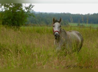 PRE, Jument, 3 Ans, 160 cm, Gris pommelé