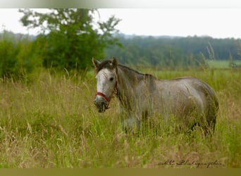 PRE, Jument, 3 Ans, 160 cm, Gris pommelé