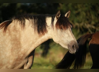 PRE Croisé, Jument, 3 Ans, 160 cm, Isabelle