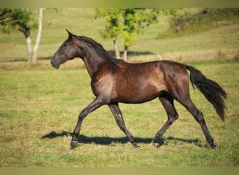 PRE, Jument, 3 Ans, 160 cm, Noir