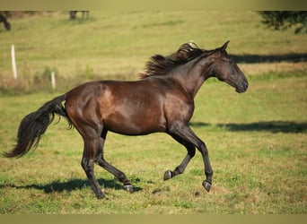 PRE, Jument, 3 Ans, 160 cm, Noir