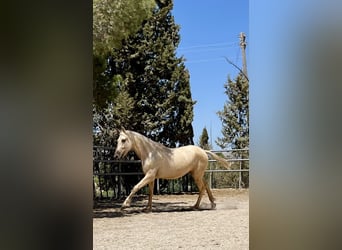 PRE, Jument, 3 Ans, 160 cm, Palomino