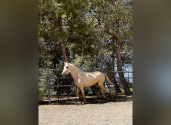 PRE, Jument, 3 Ans, 160 cm, Palomino