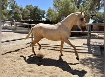 PRE, Jument, 3 Ans, 160 cm, Palomino