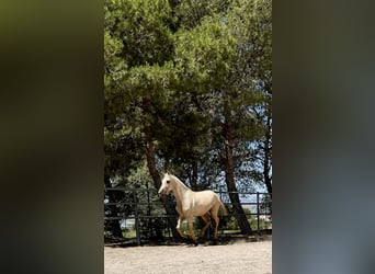 PRE, Jument, 3 Ans, 160 cm, Palomino