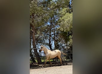 PRE, Jument, 3 Ans, 160 cm, Palomino