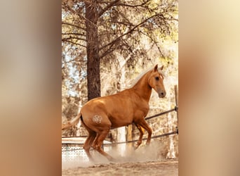 PRE Croisé, Jument, 3 Ans, 160 cm, Palomino