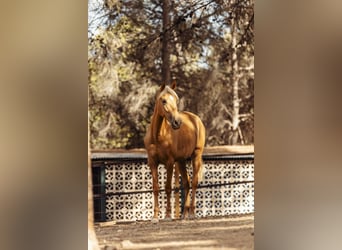 PRE Croisé, Jument, 3 Ans, 160 cm, Palomino