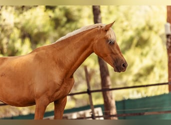 PRE Croisé, Jument, 3 Ans, 160 cm, Palomino