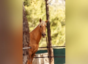 PRE Croisé, Jument, 3 Ans, 160 cm, Palomino