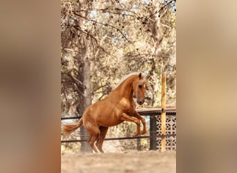 PRE Croisé, Jument, 3 Ans, 160 cm, Palomino