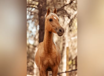 PRE Croisé, Jument, 3 Ans, 160 cm, Palomino