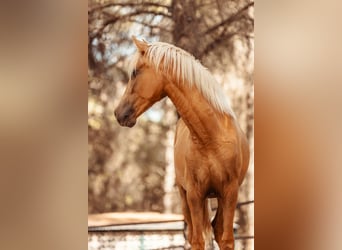 PRE Croisé, Jument, 3 Ans, 160 cm, Palomino