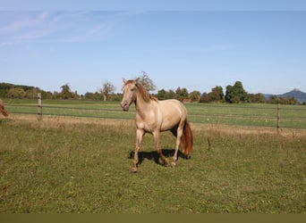 PRE Croisé, Jument, 3 Ans, 160 cm, Perle