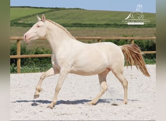 PRE, Jument, 3 Ans, 160 cm, Perle