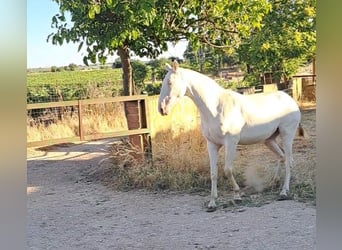PRE, Jument, 3 Ans, 160 cm, Perlino