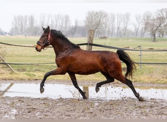 PRE Croisé, Jument, 3 Ans, 161 cm, Bai